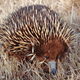 Tachyglossus aculeatus